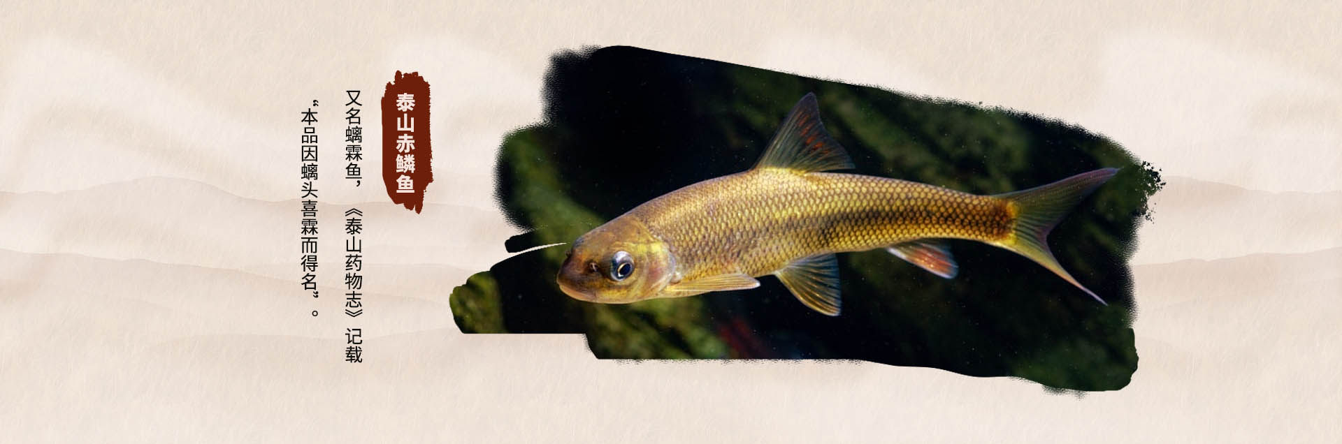 泰安市泰山區金螭霖魚食品科技有限公司